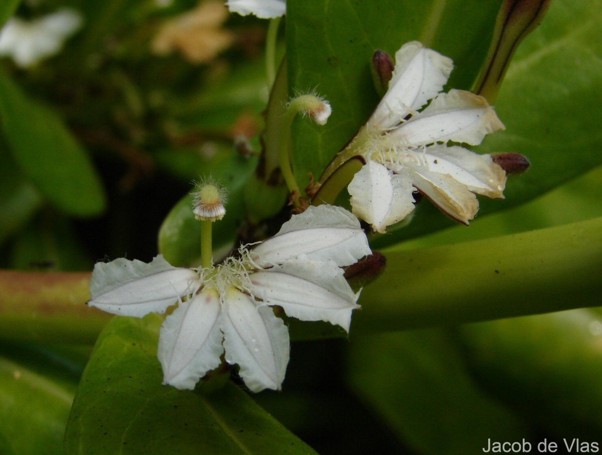 Scaevola taccada (Gaertn.) Roxb.